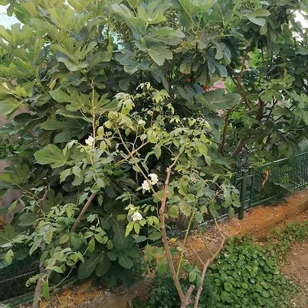 Luna Apartamento Šibenik