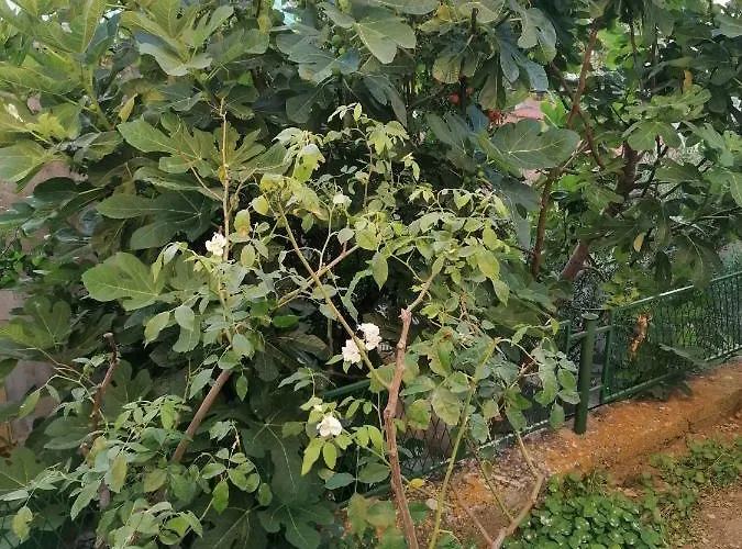 Luna דירה שיבניק